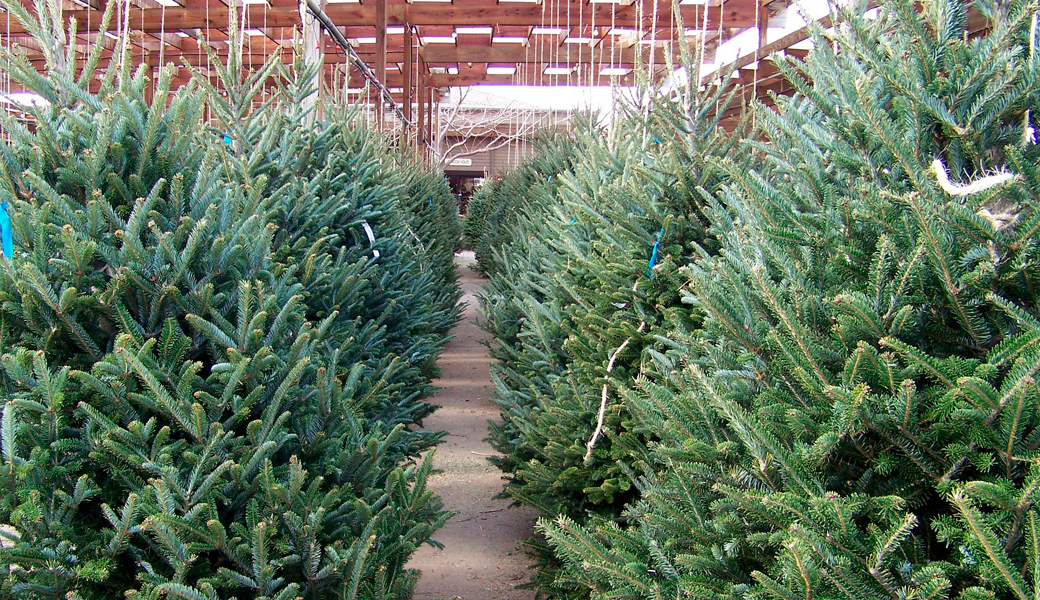Comienza la campaña de recogida de los árboles de Navidad
