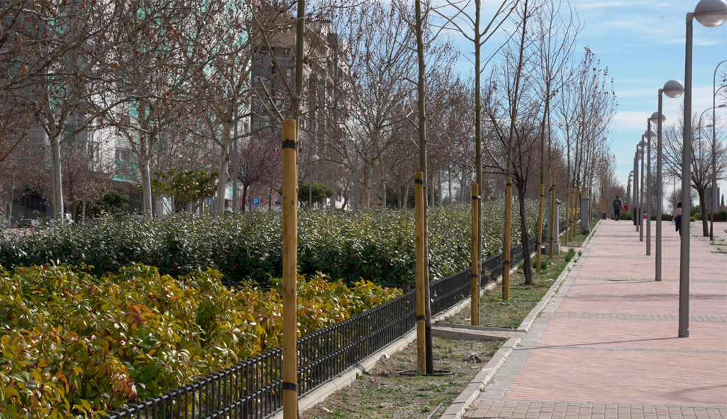 Plan Alcorques Cero: árboles sanos y seguros para disfrute de los madrileños