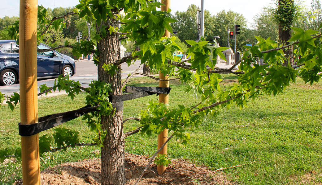 plantación árbol