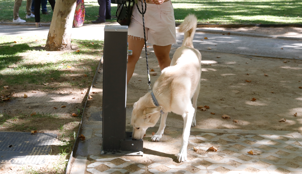 Madrid de estreno: ¡60 nuevas fuentes de agua para beber en la ciudad!