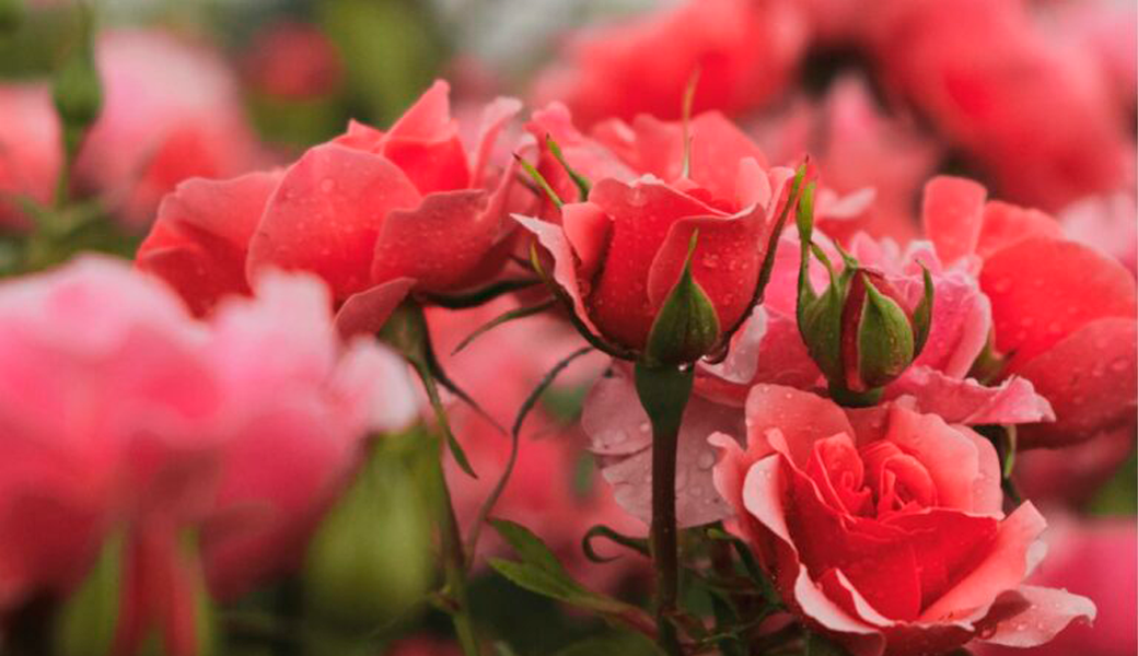 Concursos Popular e Internacional Rosas Nuevas Villa de Madrid