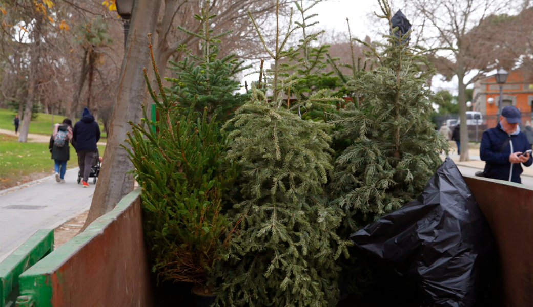 Recogida de abetos naturales en El Retiro y Casa de Campo hasta el 31 de enero